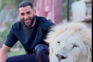 RMC:本泽马社媒晒与老虎幼崽、白狮合照,遭动物保护组织批评配图